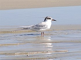 Sterna forsteri