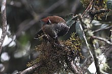 Arunachal Pradesh.jpg-da joylashgan Eaglenest yovvoyi tabiat qo'riqxonasidan tortib olingan Barwing.