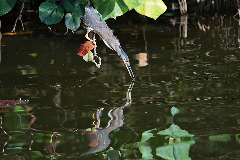 File:Striated Heron - AndrewMercer - DSC10464.jpg