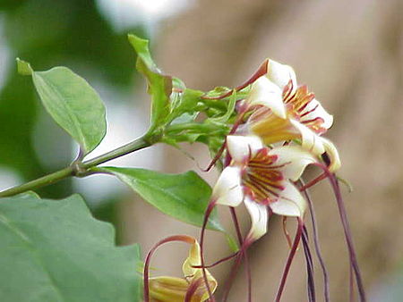 Strophanthus kombe