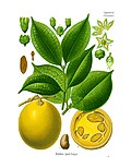 Vignette pour Loganiaceae