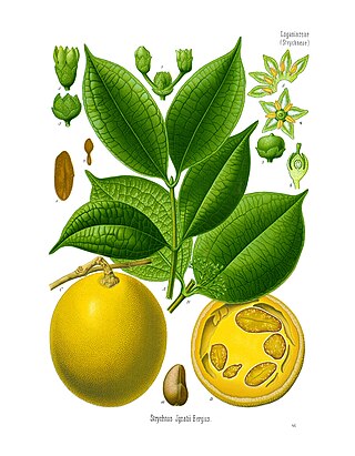 <i>Strychnos ignatii</i> Fruit tree