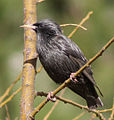 Sturnus unicolor