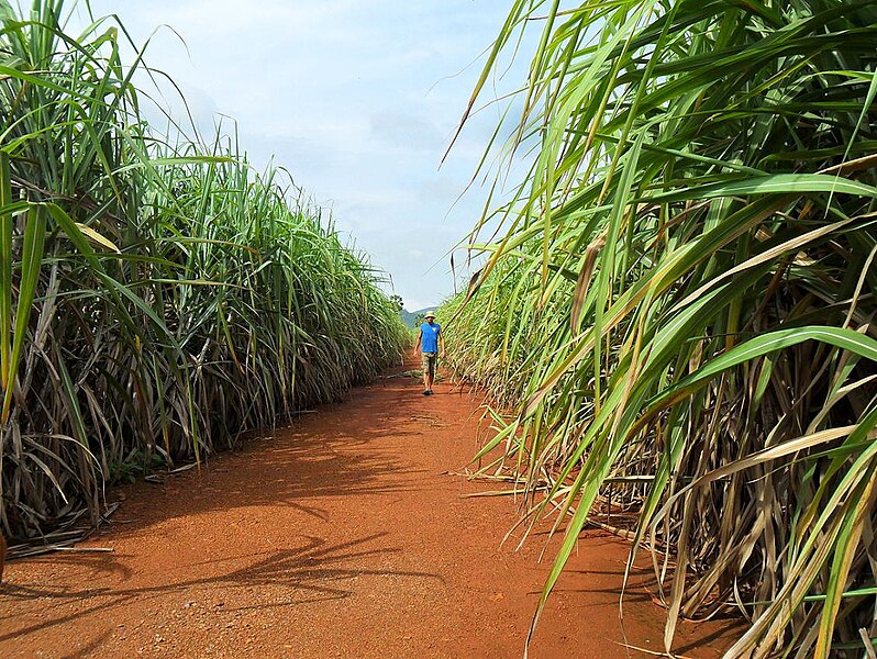 File:Sugar cane farm.JPG