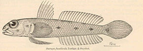 Descrição da imagem Suruga fundicola.jpg.