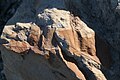 Fossile Blätter auf Spitzbergen