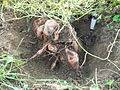 Sweet potatoes exposed - DSCF7301.JPG