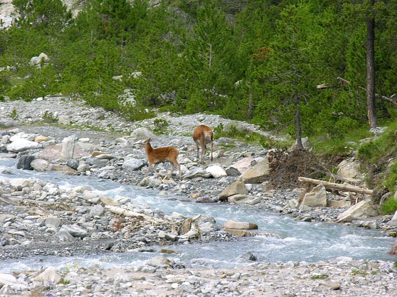 File:Swiss National Park 179.JPG