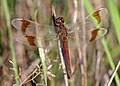 female