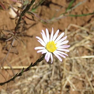 <i>Symphyotrichum moranense</i> Species of flowering plant in the family Asteraceae native to Mexico