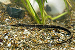 Thumbnail for Black-striped pipefish