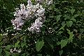 Syringa tomentella subsp. yunnanensis