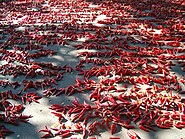 Capsicum fruits in Szeged.