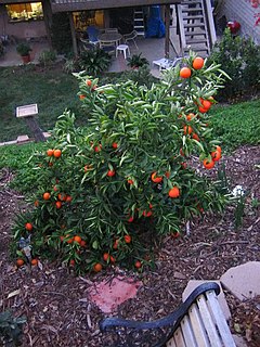 kultivata tanĝerina arbeto (Citrus tangerina) en ĝardeno