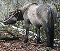 Image 12A Heck Horse, bred to resemble the now-extinct Tarpan (from Domestication of the horse)