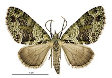 Tatosoma alta female.jpg