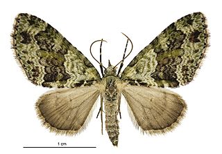 <i>Tatosoma alta</i> Species of moth endemic to New Zealand