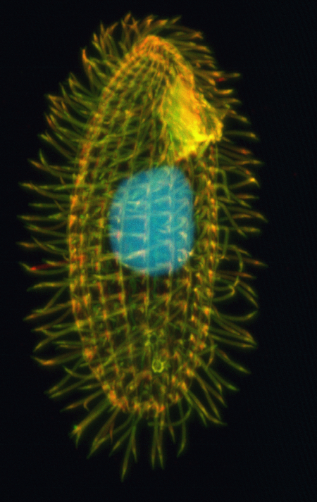 Tetrahymena thermophila.png