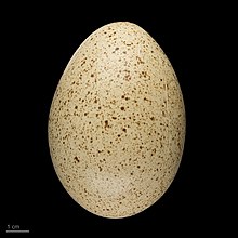 Tetraogallus caucasicus - MHNT