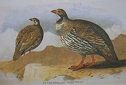 Tiibetinlumikana (Tetraogallus tibetanus)