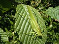 Tettigonia viridissima