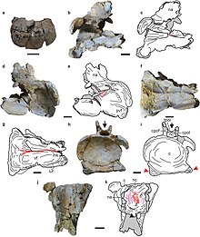 Tharosaurus (cervical vertebrae).jpg