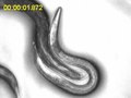File:The-C.-elegans-Male-Exercises-Directional-Control-during-Mating-through-Cholinergic-Regulation-of-pone.0060597.s007.ogv