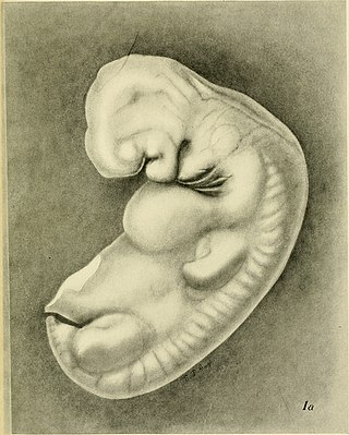 <span class="mw-page-title-main">Susanna Phelps Gage</span> American embryologist (1857–1915)