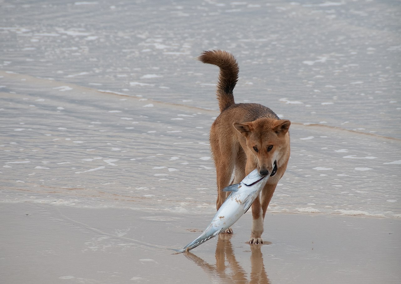 what happens if a dog eats a dead fish