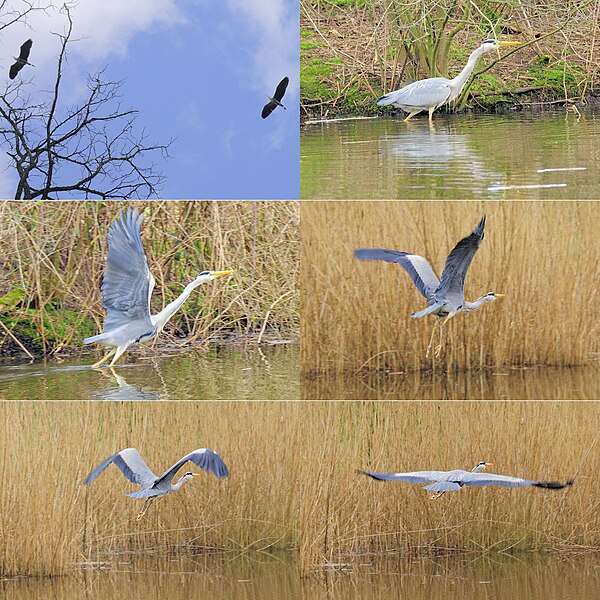 File:The Heron came and disappeared at the Warnsborn pond - panoramio.jpg