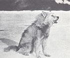 The Wolves of North America (1944) Greenland draught wolf.jpg