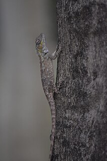 <i>Calotes bachae</i> Species of lizard