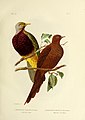 The birds of Australia (1890) (20357968776).jpg