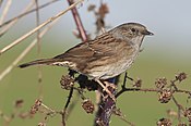 The dunnock (Prunella modularis).jpg