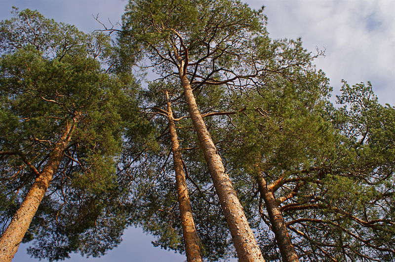 File:The four pines on the top (6250806133).jpg