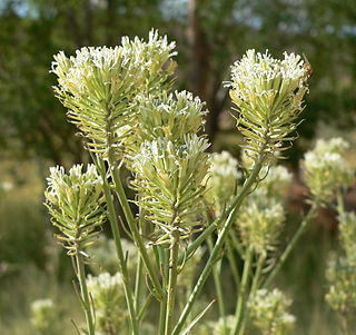 <i>Thelypodium</i> Genus of flowering plants