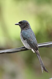 Thimindu White belied Drongo 1.JPG