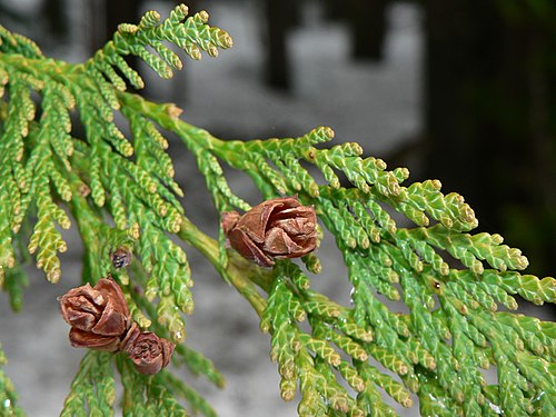 Thuja plicata 43570.JPG