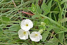 Thunbergia atriplicifolia (Acanthaceae) (4805523626).jpg