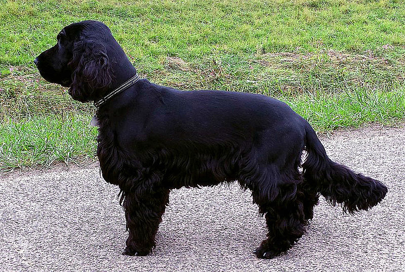 File:Tihany English Cocker Spaniel Georg 2.jpg