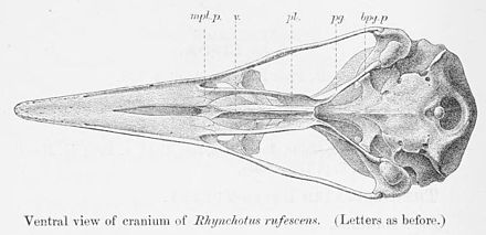 Ventral view of the cranium of a red-winged tinamou