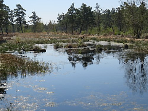 Wollgrasinseln im Moor