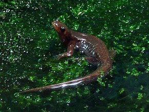 Beschreibung des Tohoku Salamander IMG 9945.jpg Bild.