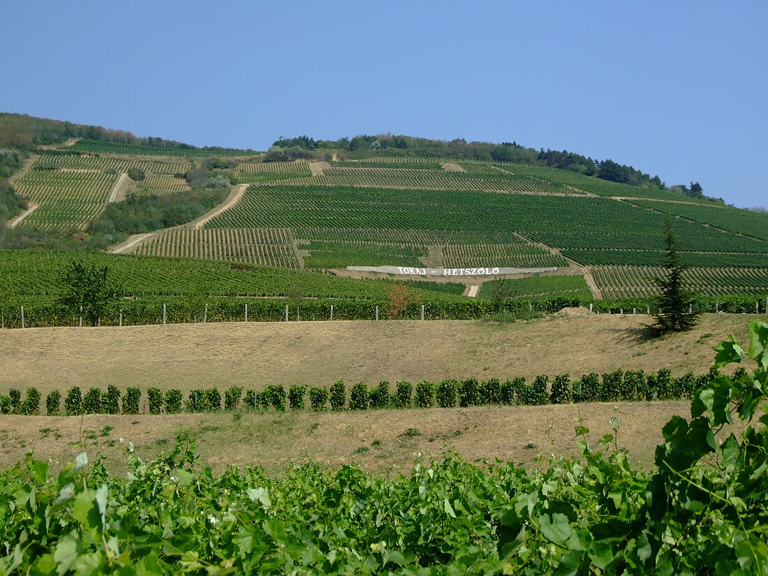 Tokaj-Hegyalja