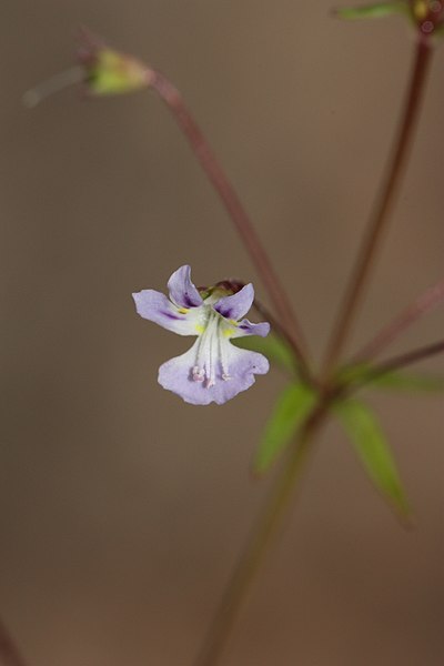 File:Tonella tenella 5100.JPG