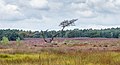 * Nomination Walk on the Tongeren Heide. Dead tree on marshy heath. --Agnes Monkelbaan 05:14, 9 November 2021 (UTC) * Promotion  Support Good quality -- Johann Jaritz 05:58, 9 November 2021 (UTC)