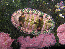 Tonicia elegans.jpg