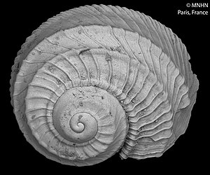 Tornus propinquus (MNHN-IM-2000-33599) 002.jpeg