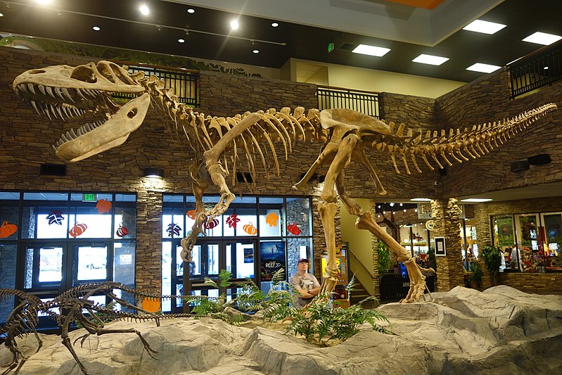 File:Torvosaurus Museum of Ancient Life 2.jpg