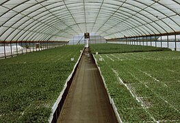 Transplants in greenhouse
